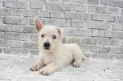 West Highland White Terrier-DOG-Male-White-7442-Petland Monroeville, PA