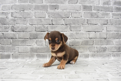 Chorkie-DOG-Male-Chocolate and Tan-7443-Petland Monroeville, PA