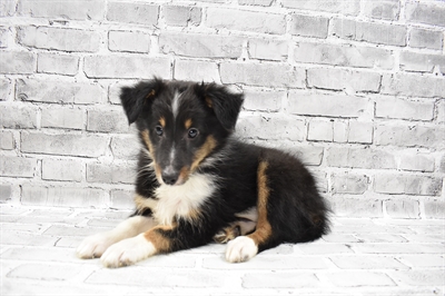 Sheltie-DOG-Male-Black White and Tan-7445-Petland Monroeville, PA