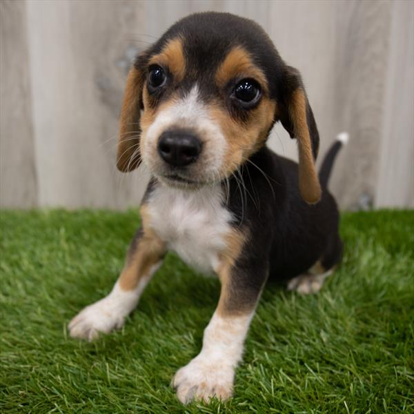 Beagle-DOG-Male-Black White / Tan-7457-Petland Monroeville, PA