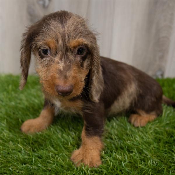 Dachshund-DOG-Female-Chocolate / Tan-7458-Petland Monroeville, PA
