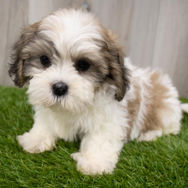 Teddy Bear-DOG-Female-Gold / White-7459-Petland Monroeville, PA