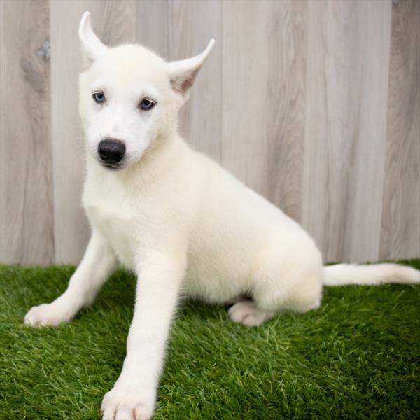 Siberian Husky-DOG-Male-White-7460-Petland Monroeville, PA