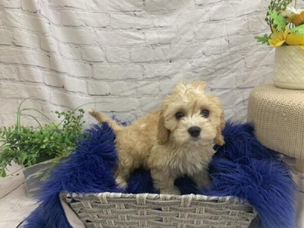 Cavachon-DOG-Male-Cream-7480-Petland Monroeville, PA