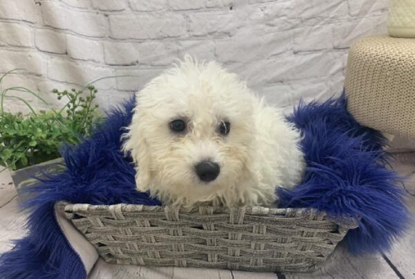 Bichon-DOG-Male-White-7479-Petland Monroeville, PA