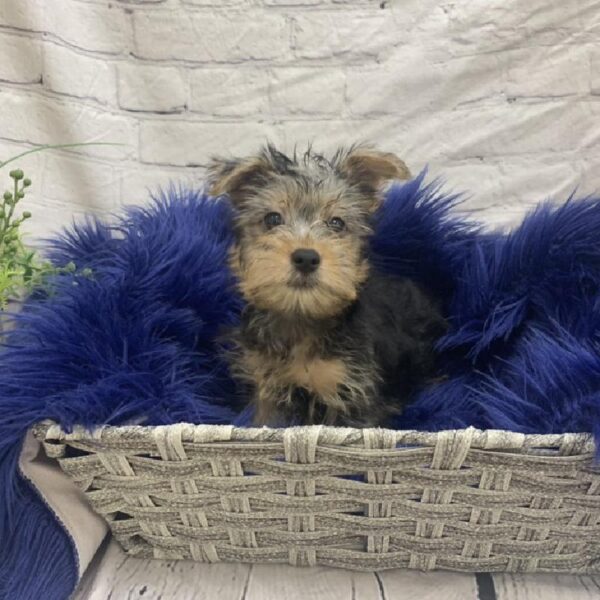 Silky Terrier-DOG-Male-Silver Black and Tan-7483-Petland Monroeville, PA