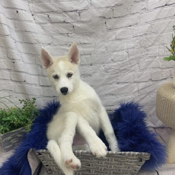 Siberian Husky-DOG-Female-Sable and White-7473-Petland Monroeville, PA