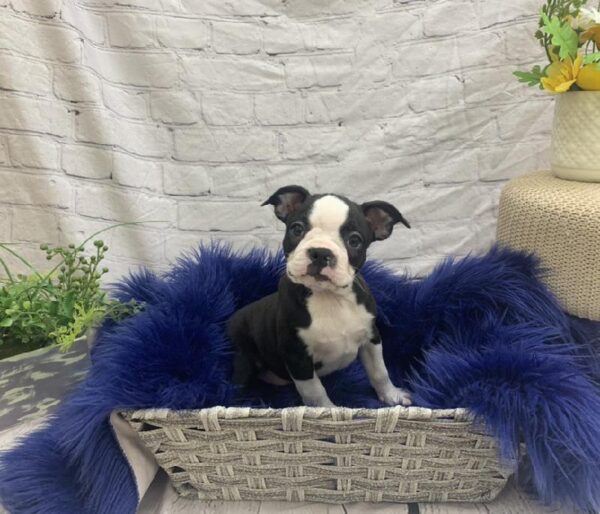 Boston Terrier-DOG-Male-Black and White-7478-Petland Monroeville, PA