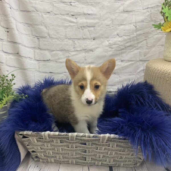 Pembroke Welsh Corgi-DOG-Female-Sable-7482-Petland Monroeville, PA