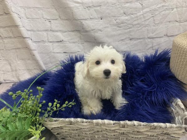 Maltese-DOG-Male-White-7490-Petland Monroeville, PA