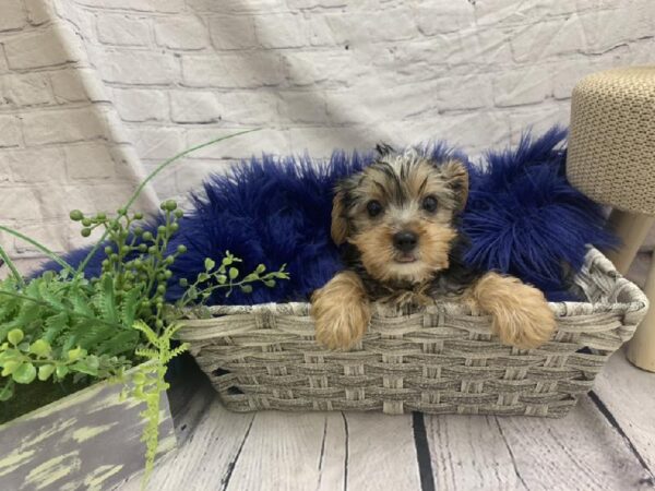 Yorkie-DOG-Male-Black / Tan-7489-Petland Monroeville, PA