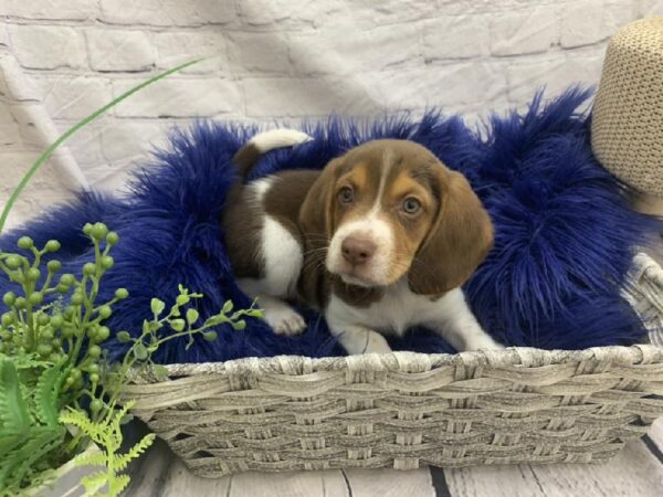 Beagle-DOG-Male-Chocolate White Tan-7488-Petland Monroeville, PA