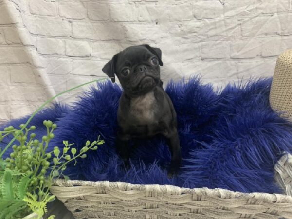 Pug-DOG-Female-Black-7487-Petland Monroeville, PA