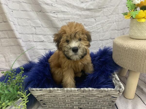 Soft Coated Wheaten Terrier-DOG-Female-Wheaten-7486-Petland Monroeville, PA