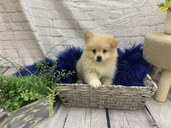 Pomeranian-DOG-Male-Orange-7485-Petland Monroeville, PA