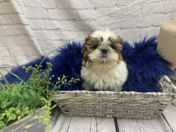 Shih Tzu-DOG-Male-Gold / White-7484-Petland Monroeville, PA