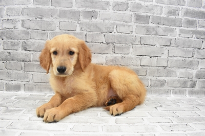 Golden Retriever-DOG-Male-Golden-7506-Petland Monroeville, PA