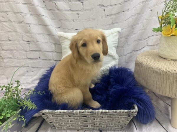 Golden Retriever-DOG-Male-GOLDEN-7511-Petland Monroeville, PA