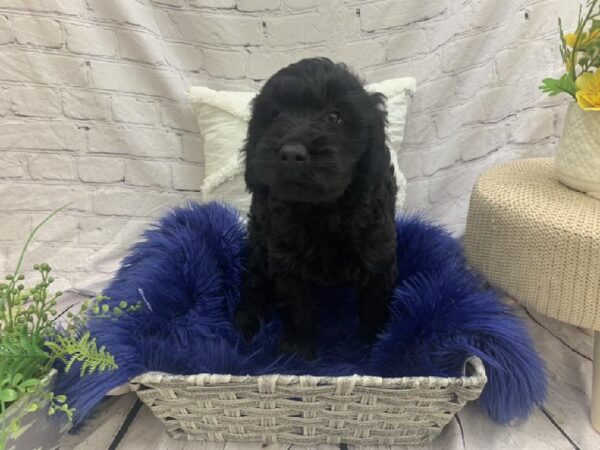 Goldendoodle-DOG-Female-Black-7510-Petland Monroeville, PA