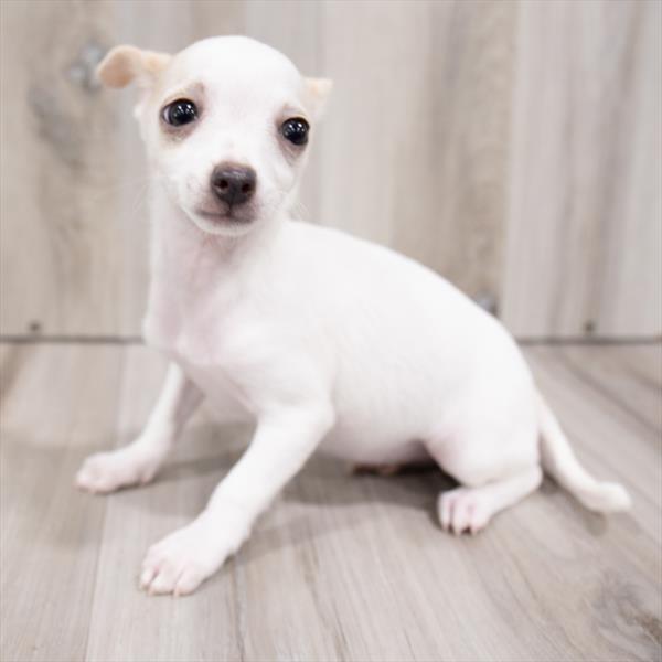 Chihuahua-DOG-Female-White-7514-Petland Monroeville, PA
