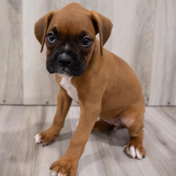Boxer-DOG-Female-Fawn-7515-Petland Monroeville, PA