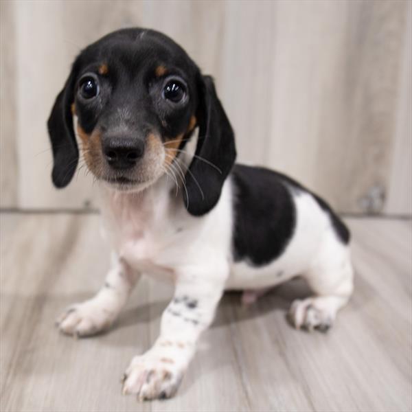 Dachshund-DOG-Male-Black / Tan-7517-Petland Monroeville, PA