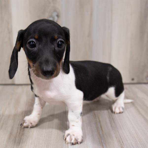 Dachshund-DOG-Female-Black / Tan-7518-Petland Monroeville, PA