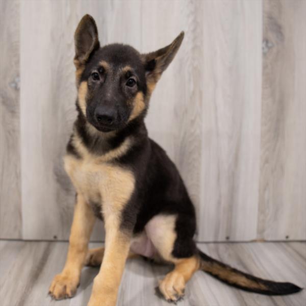 German Shepherd-DOG-Female-Black / Tan-7520-Petland Monroeville, PA