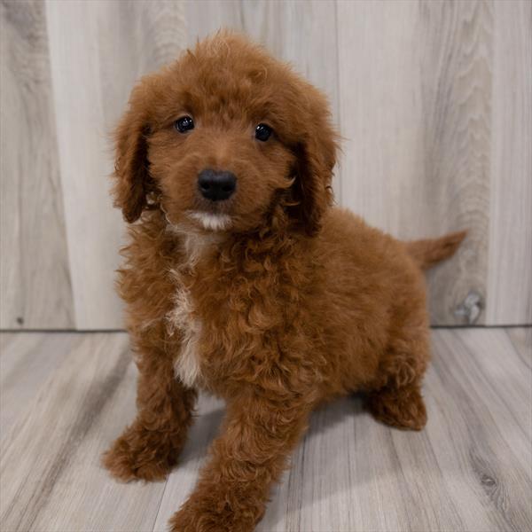 Mini Goldendoodle 2nd Gen.-DOG-Female-Dark Red-7521-Petland Monroeville, PA