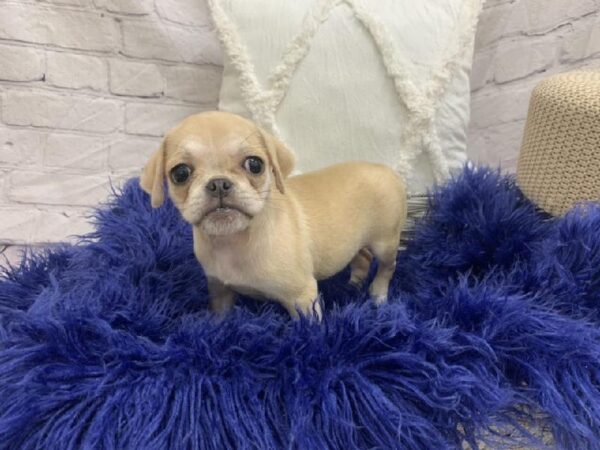 Puggle-DOG-Female-Lemon-7537-Petland Monroeville, PA