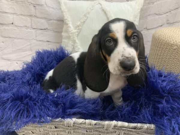 Basset Hound-DOG-Male-Black Tan and White-7536-Petland Monroeville, PA