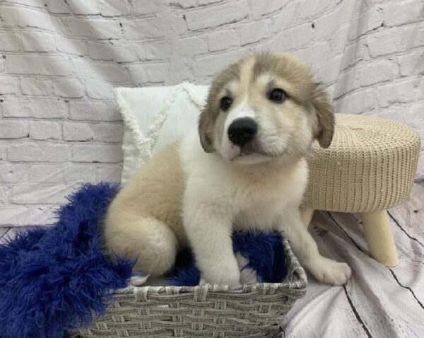 Anatolian Shep/Pyrenees-DOG-Female-Gold and White-7535-Petland Monroeville, PA