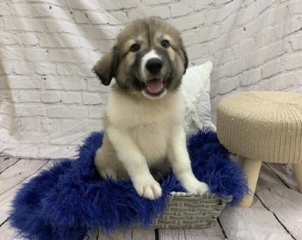 Anatolian Shep/Pyrenees-DOG-Male-Gold and White-7534-Petland Monroeville, PA