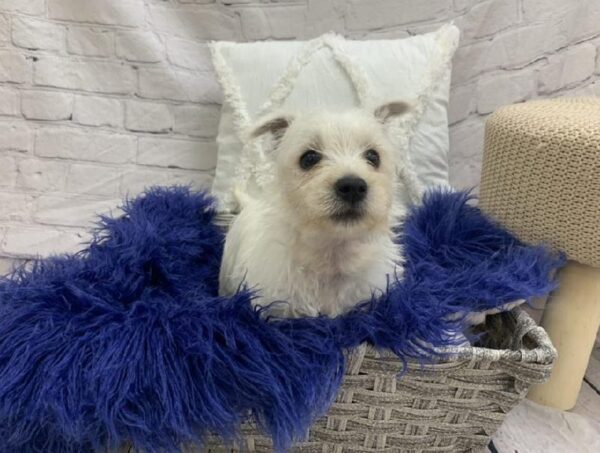 West Highland White Terrier-DOG-Female-White-7533-Petland Monroeville, PA