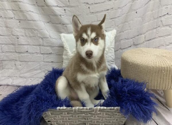 Siberian Husky-DOG-Female-Red and White-7532-Petland Monroeville, PA
