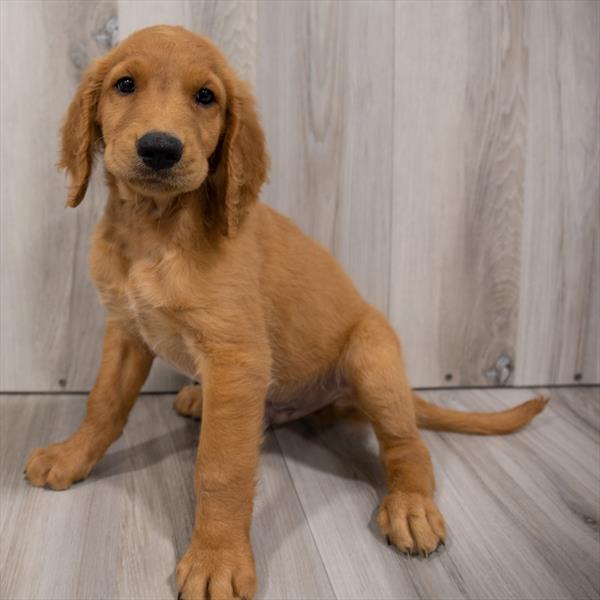 Golden Retriever-DOG-Male-Dark Golden-7547-Petland Monroeville, PA