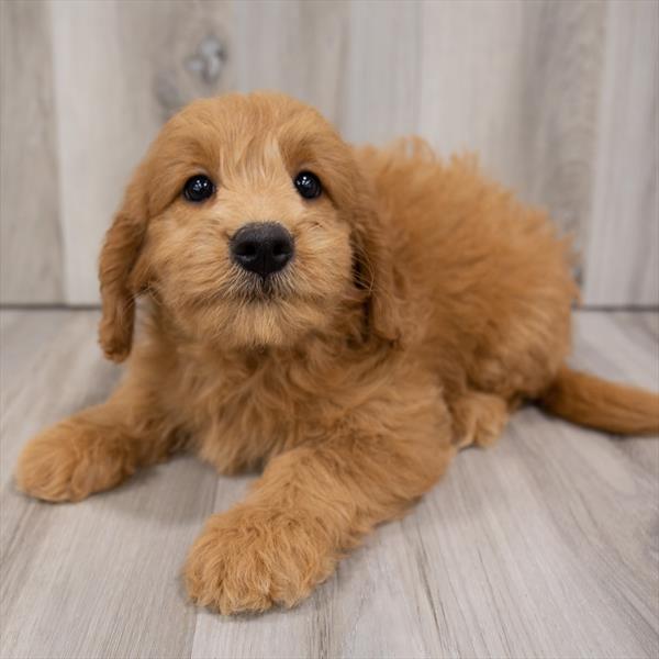 Miniature Goldendoodle-DOG-Female-Red-7548-Petland Monroeville, PA