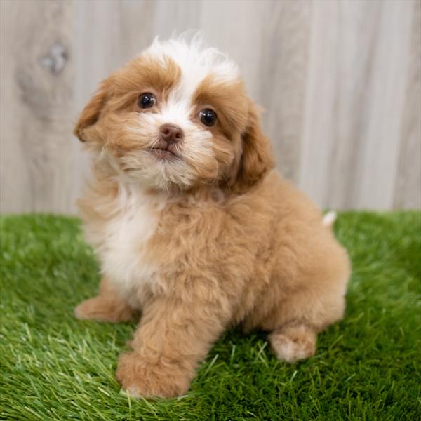 ShizaPoo-DOG-Female-Gold-7549-Petland Monroeville, PA