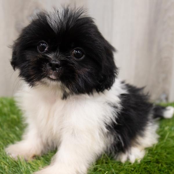 Shinese-DOG-Male-Black / White-7550-Petland Monroeville, PA
