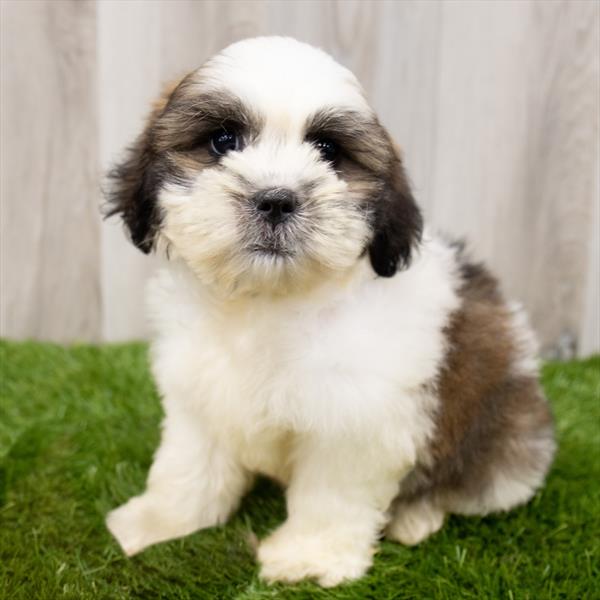 Teddy Bear-DOG-Male-Gold / White-7551-Petland Monroeville, PA