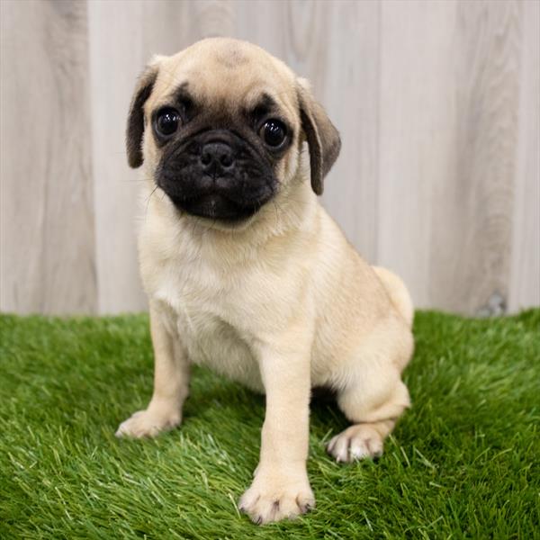 Pug-DOG-Male-Fawn-7552-Petland Monroeville, PA