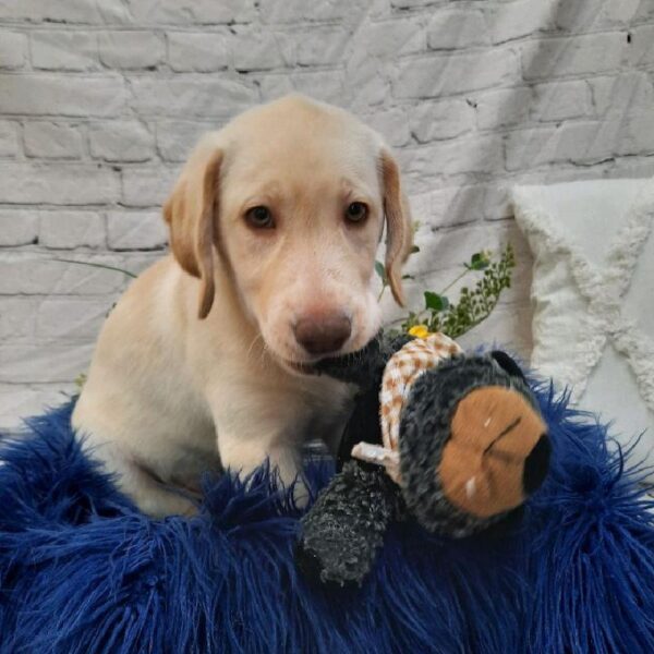 Labrador Retriever-DOG-Male-Yellow-7570-Petland Monroeville, PA