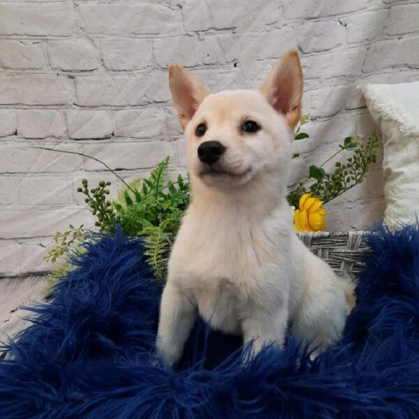 Shiba Inu-DOG-Female-Cream-7569-Petland Monroeville, PA
