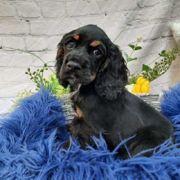 Cocker Spaniel-DOG-Male-Black and Tan-7568-Petland Monroeville, PA