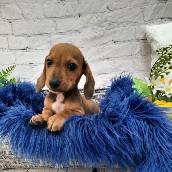 Dachshund-DOG-Male-Red-7571-Petland Monroeville, PA
