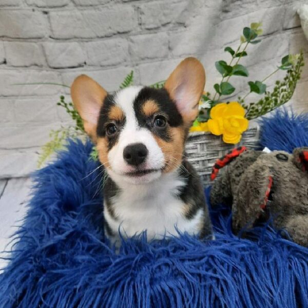 Pembroke Welsh Corgi-DOG-Male-Black and Tan-7567-Petland Monroeville, PA