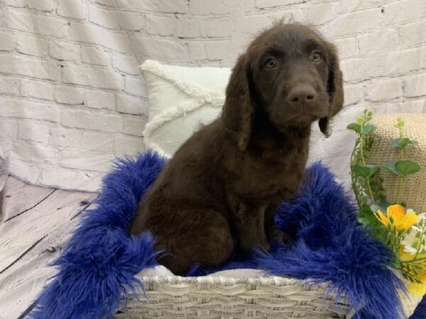 Labradoodle-DOG-Female-Chocolate-7578-Petland Monroeville, PA