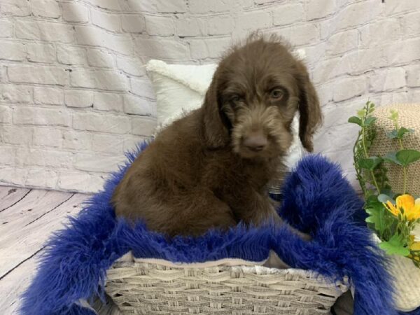 Labradoodle-DOG-Male-Chocolate-7577-Petland Monroeville, PA