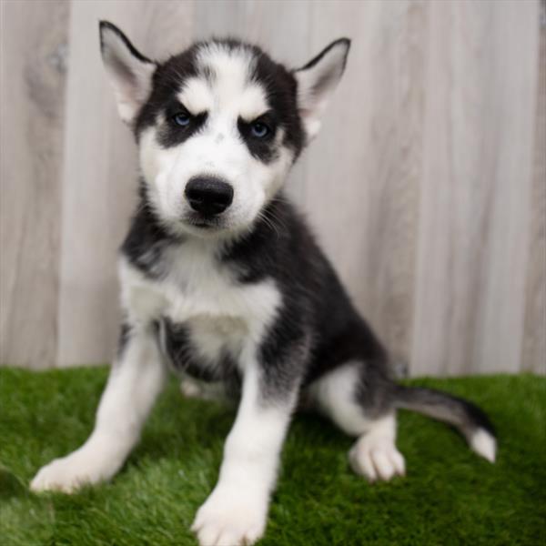 Siberian Husky-DOG-Male-Black / White-7581-Petland Monroeville, PA