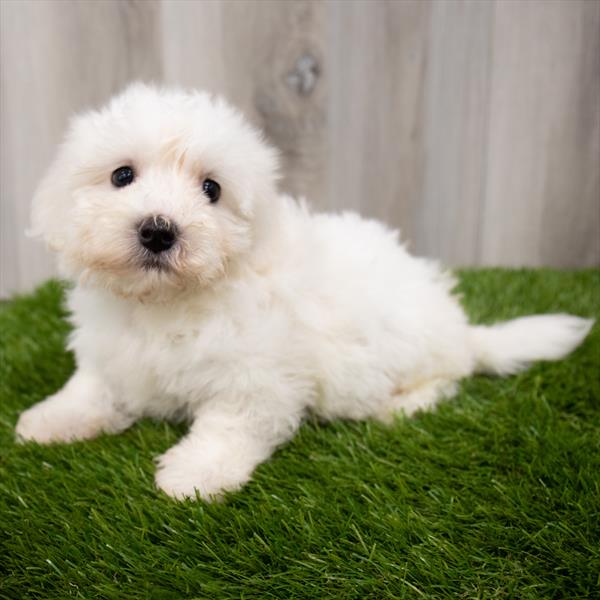 ShizaPoo-DOG-Male-White-7582-Petland Monroeville, PA